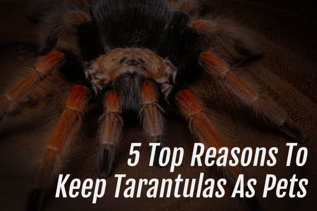 5 Top Reasons To Keep Tarantulas As Pets Arachnifiles