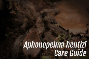 Read more about the article Aphonopelma hentizi