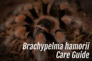 Read more about the article Brachypelma hamorii