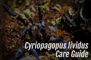 Read more about the article Cyriopagopus lividus