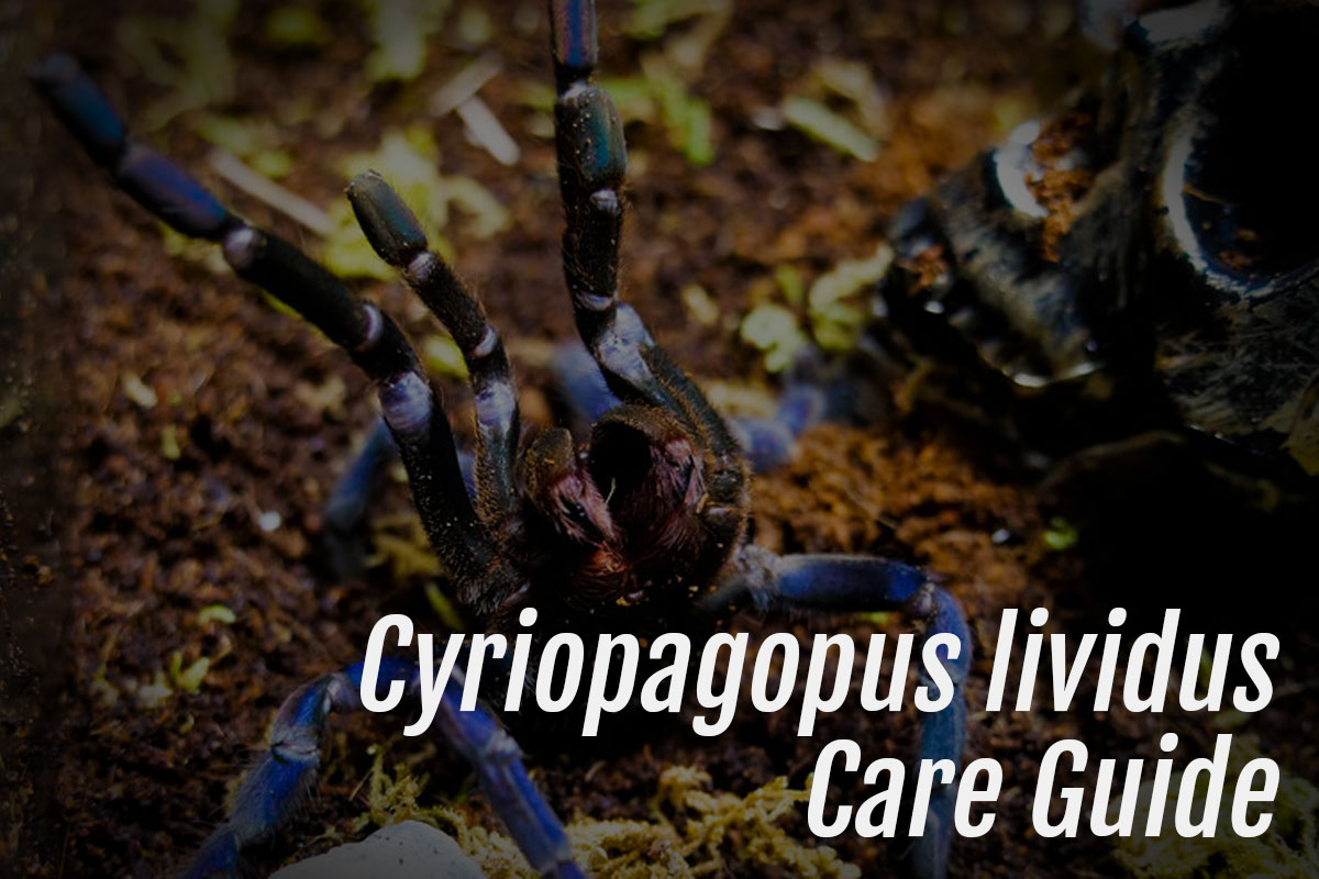 You are currently viewing Cyriopagopus lividus