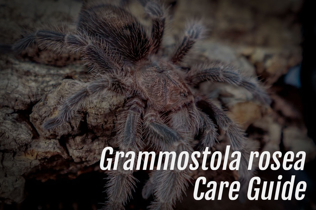 You are currently viewing Grammostola rosea