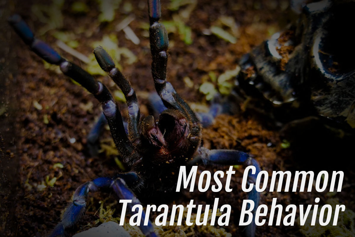 Read more about the article Most Common Tarantula Behavior