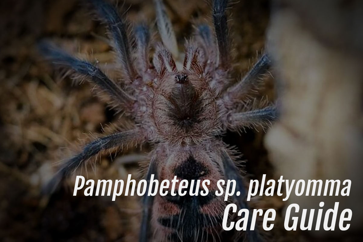 Read more about the article Pamphobeteus sp. platyomma