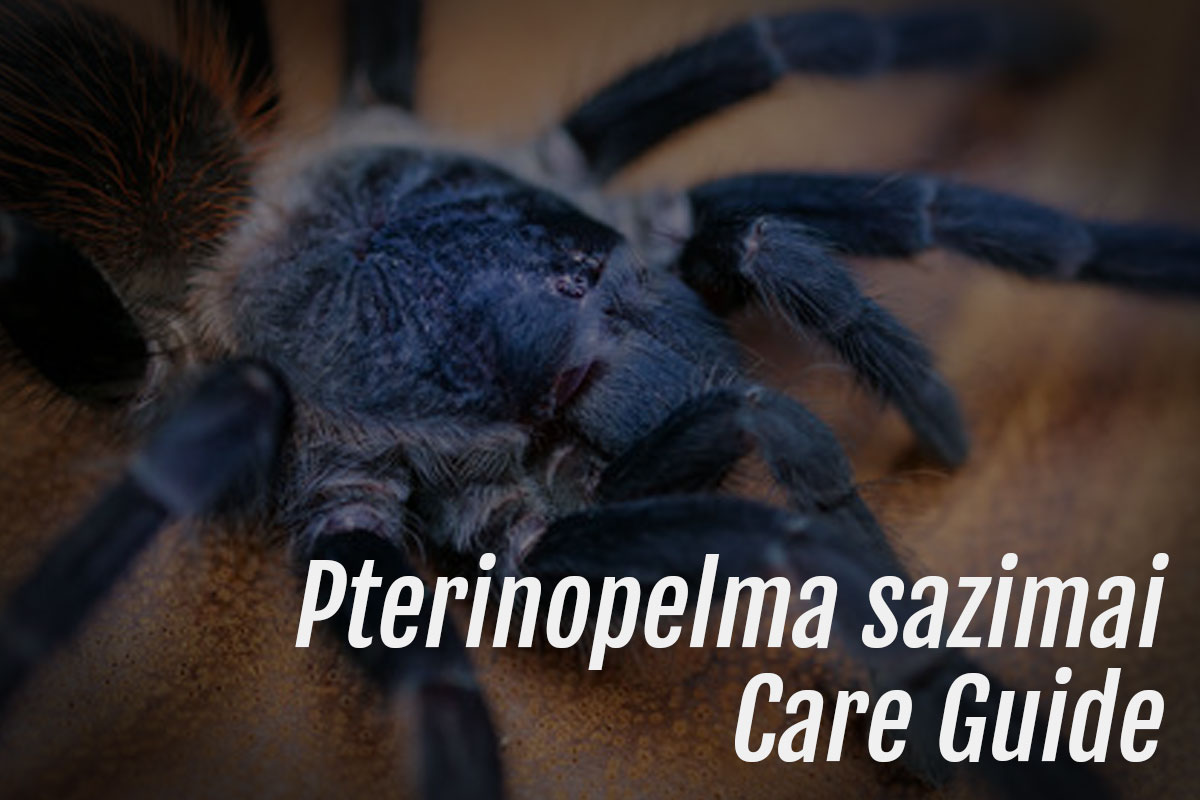 Read more about the article Pterinopelma sazimai