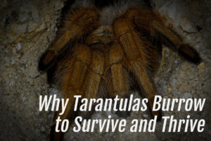 Read more about the article Tarantulas Burrow