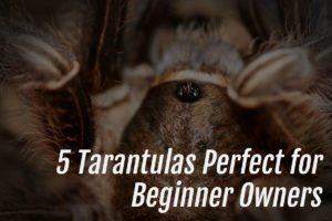 Read more about the article Tarantulas For Beginners
