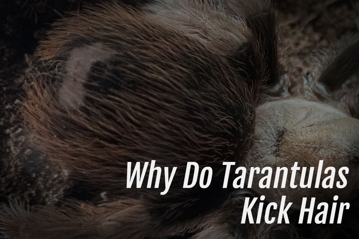 You are currently viewing Why Do Tarantulas Kick Hair