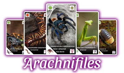 Arachnifiles logo