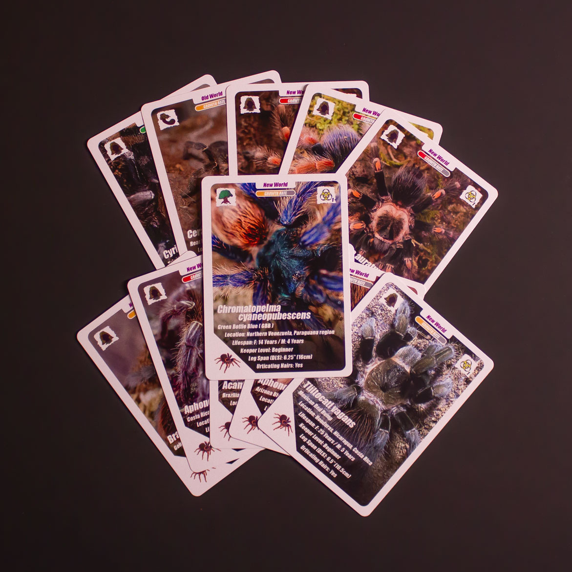Arachnifiles tarantula collector cards close-up of species cards