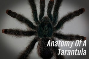 Read more about the article Anatomy Of A Tarantula
