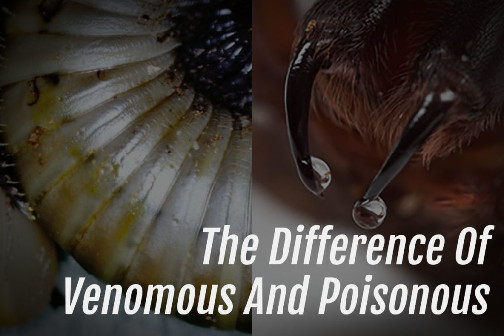 The Difference Of Venomous And Poisonous - Arachnifiles