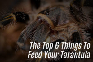 Read more about the article The Top 6 Things To Feed Your Tarantula