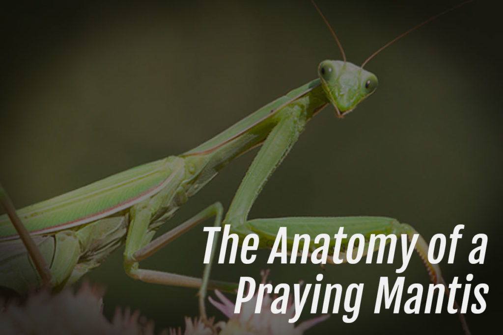 The Anatomy of a Praying Mantis - Arachnifiles