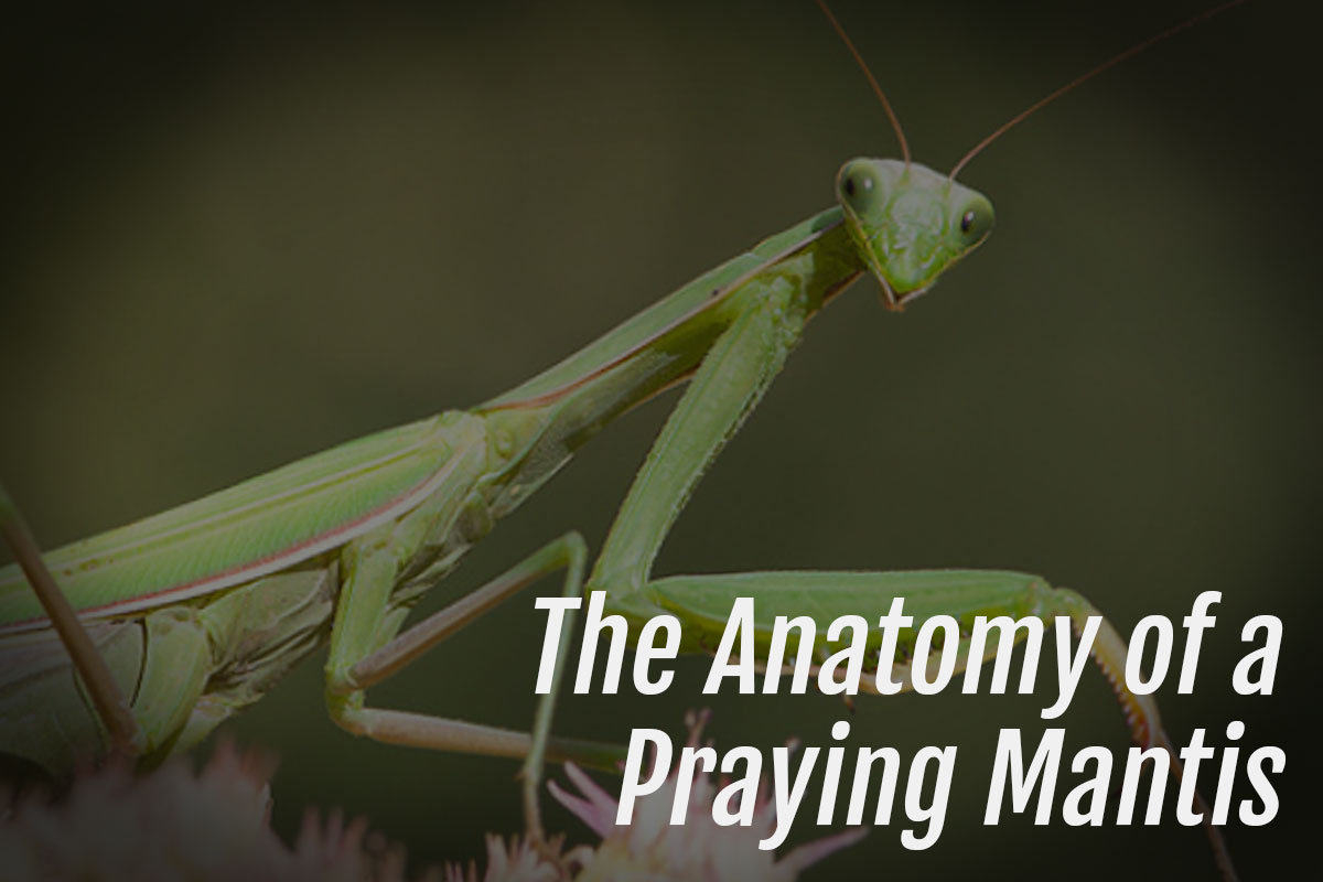 You are currently viewing The Anatomy of a Praying Mantis