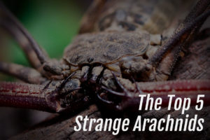 Read more about the article The Top 5 Strange Arachnids
