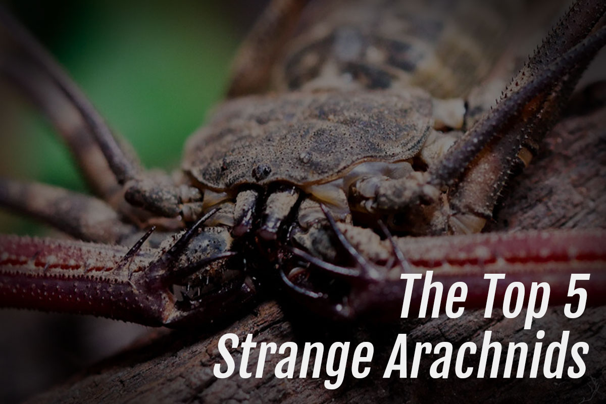 You are currently viewing The Top 5 Strange Arachnids