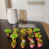Jumping Spider Plant Pots