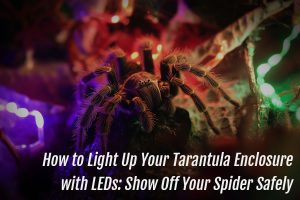 Read more about the article How to Light Up Your Tarantula Enclosure with LEDs: Show Off Your Spider Safely