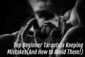 Read more about the article Top Beginner Tarantula Keeping Mistakes (And How to Avoid Them!)