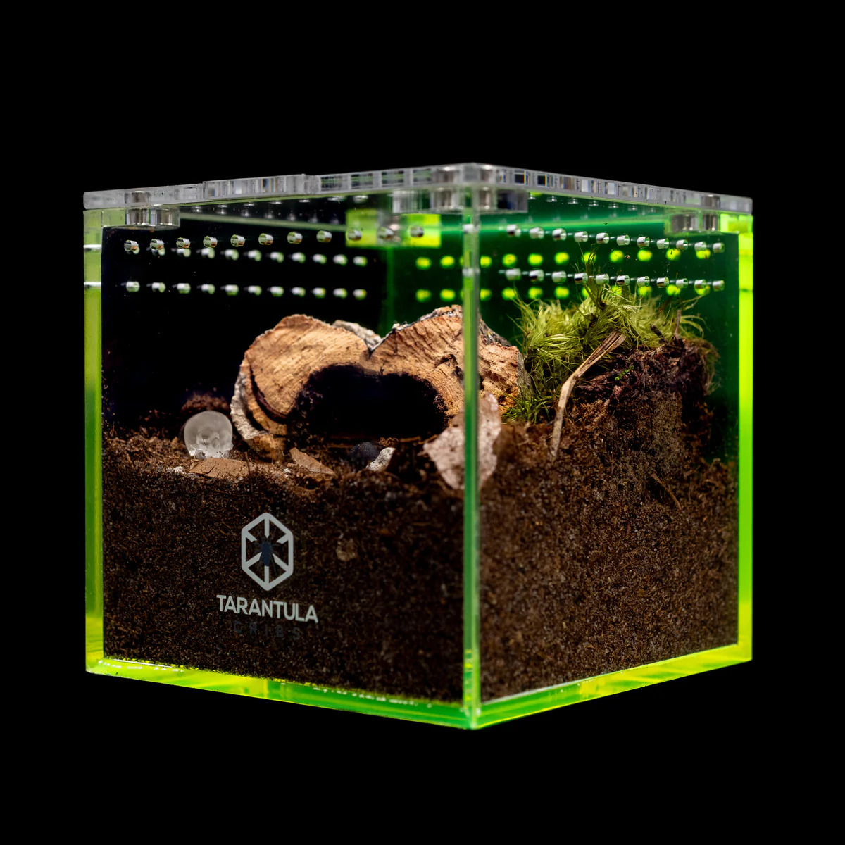 Richard Stewart Collaboration Neon Green Tarantula Enclosure