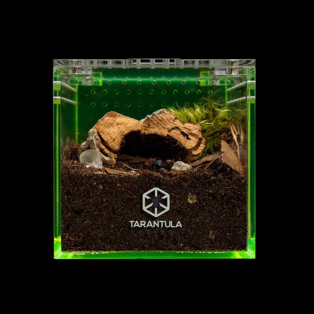 Richard Stewart Collaboration Neon Green Tarantula Enclosure